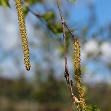 Фото квітки рослини - Береза повисла (Б. плакуча, бородавчата)